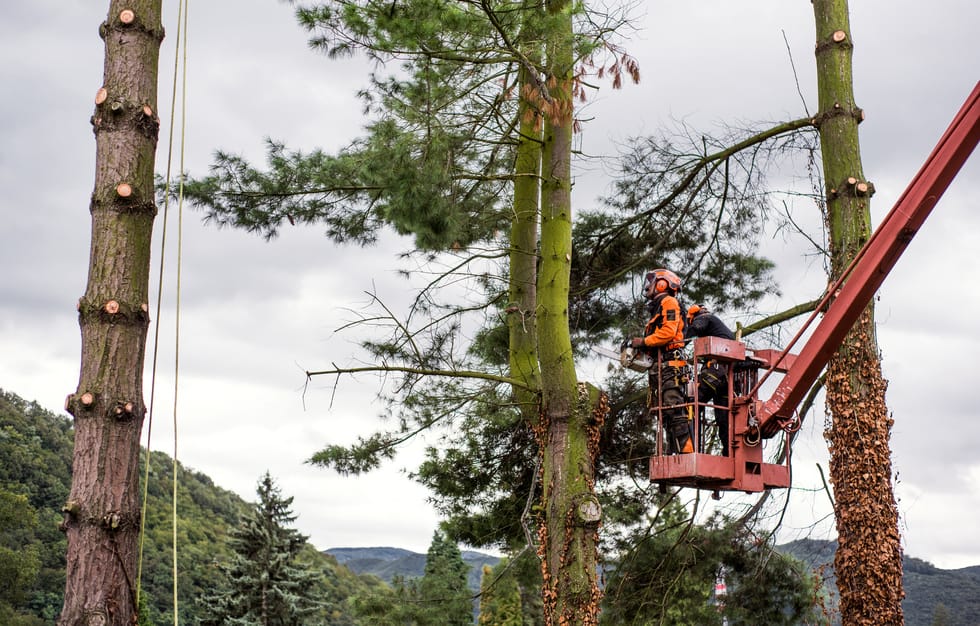 Two arborist men with chainsaw and lifting platform cutting a tree