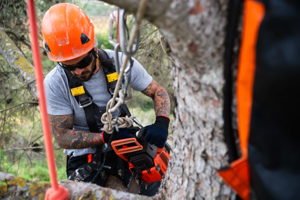 Tree surgeon pruning trees with a chainsaw hanging from ropes