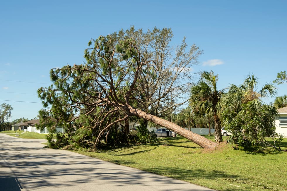Uprooted tree after hurricane on Florida home front yard